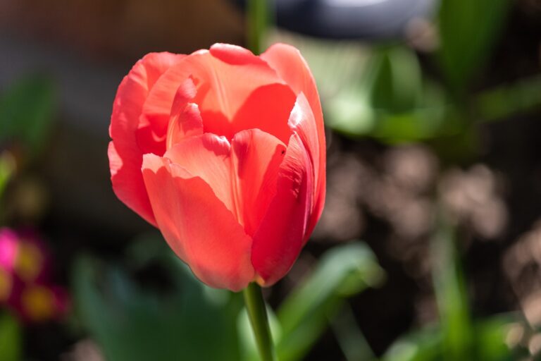 Besonderheiten der Tulpenblüte Besonderheiten der Tulpenblüte