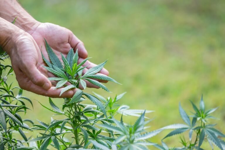 Cannabis Samen: Was Genetik, Herkunft und THC-Potenzial wirklich bedeuten Cannabis Samen Was Genetik, Herkunft und THC-Potenzial wirklich bedeuten