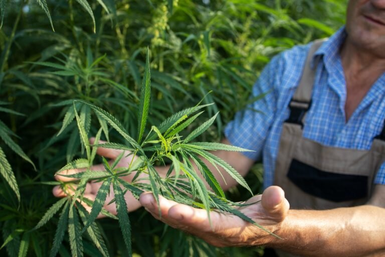 Compound Genetics im Vergleich zu anderen Cannabis-Genetiken